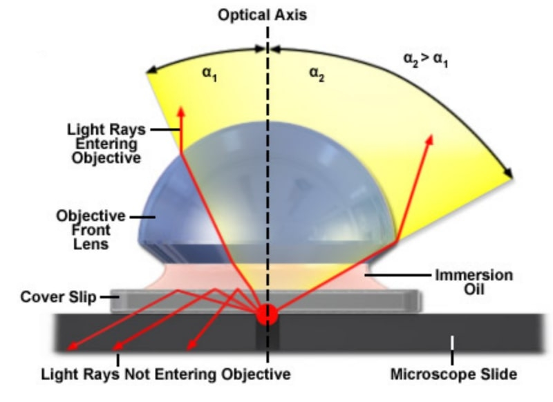  Сравнение хода лучей в обычном (слева) и иммерсионном микроскопе: видно, что проходящий через жидкую среду луч отклоняется сильнее, что соответствует увеличению апертуры(источник: Florida State University) 